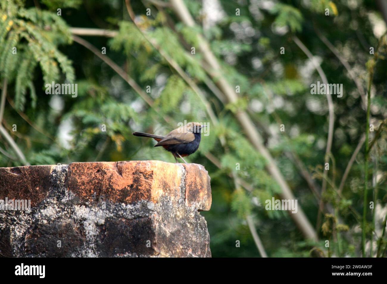 Male Indian robin (Copsychus fulicatus) on boundary wall/railing : (pix Sanjiv Shukla) Stock Photo