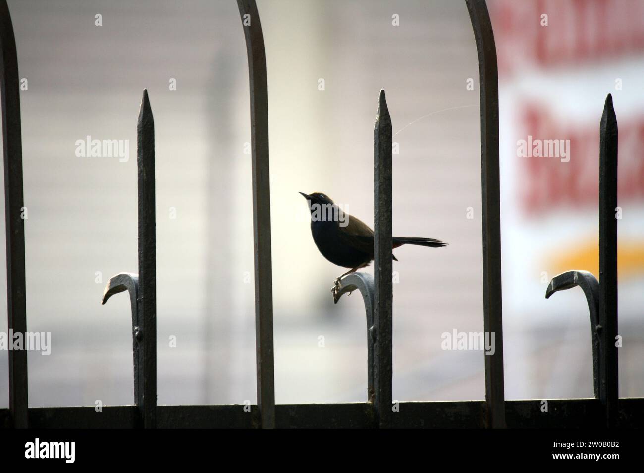 Boundary wall railing hi-res stock photography and images - Alamy