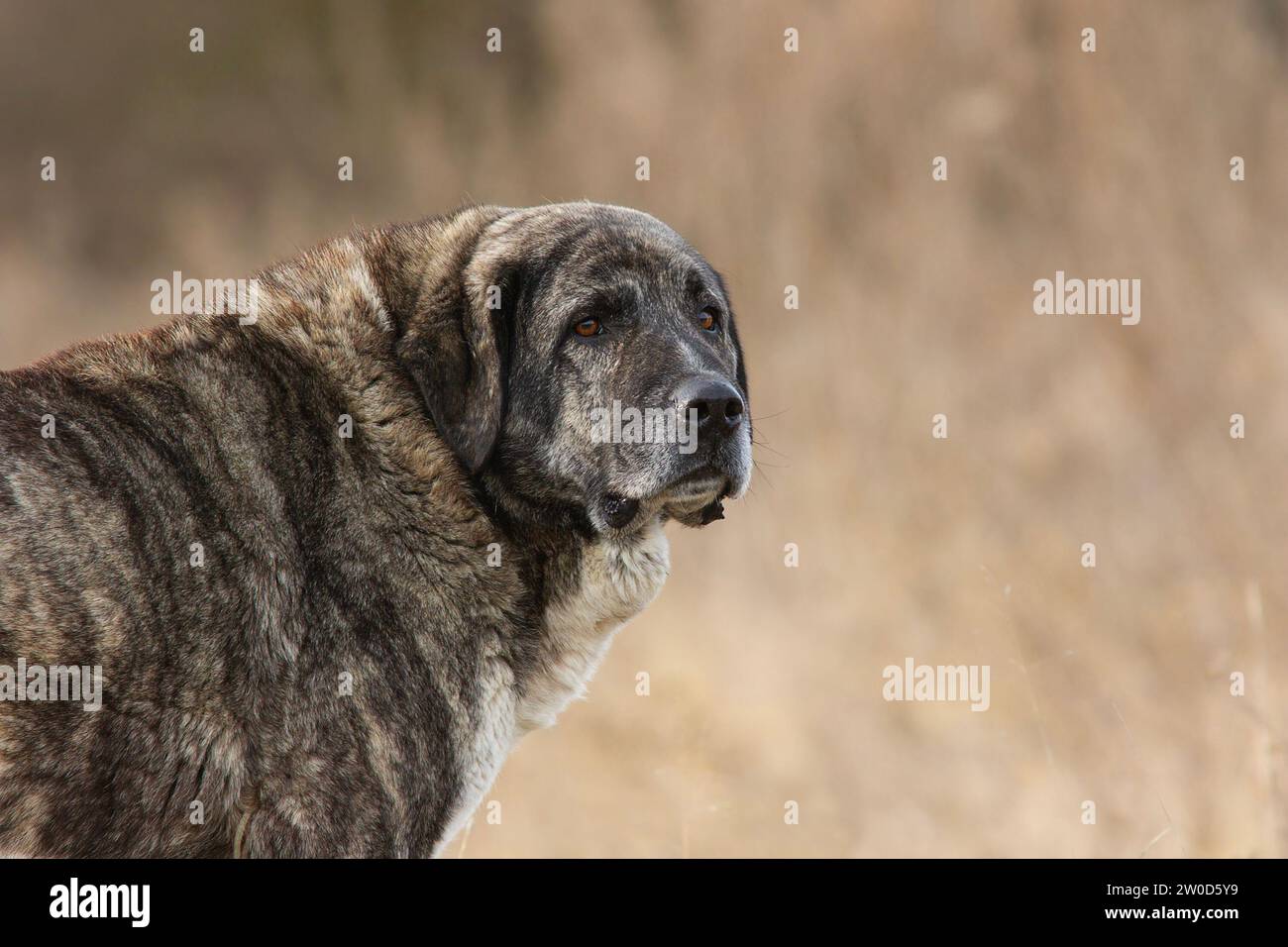 beautiful asian shepherd closeup, a great dog for herd protection, the kangal Stock Photo