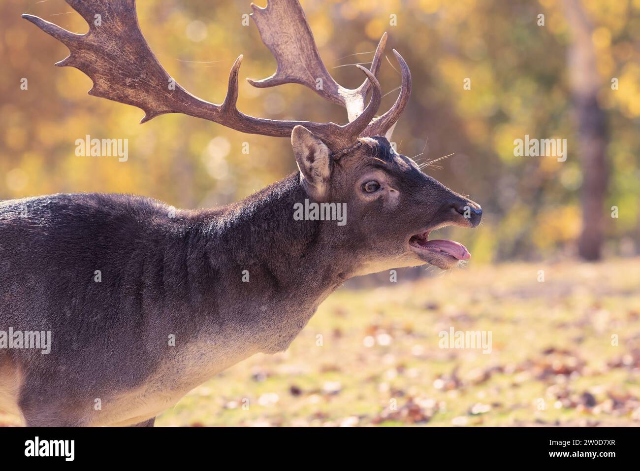 closeup of roaring fallow deer buck in mating season (Dama dama) Stock Photo