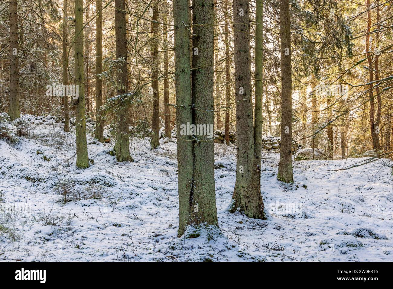 Spruce forest with snow and sunshine between the trees in winter Stock ...