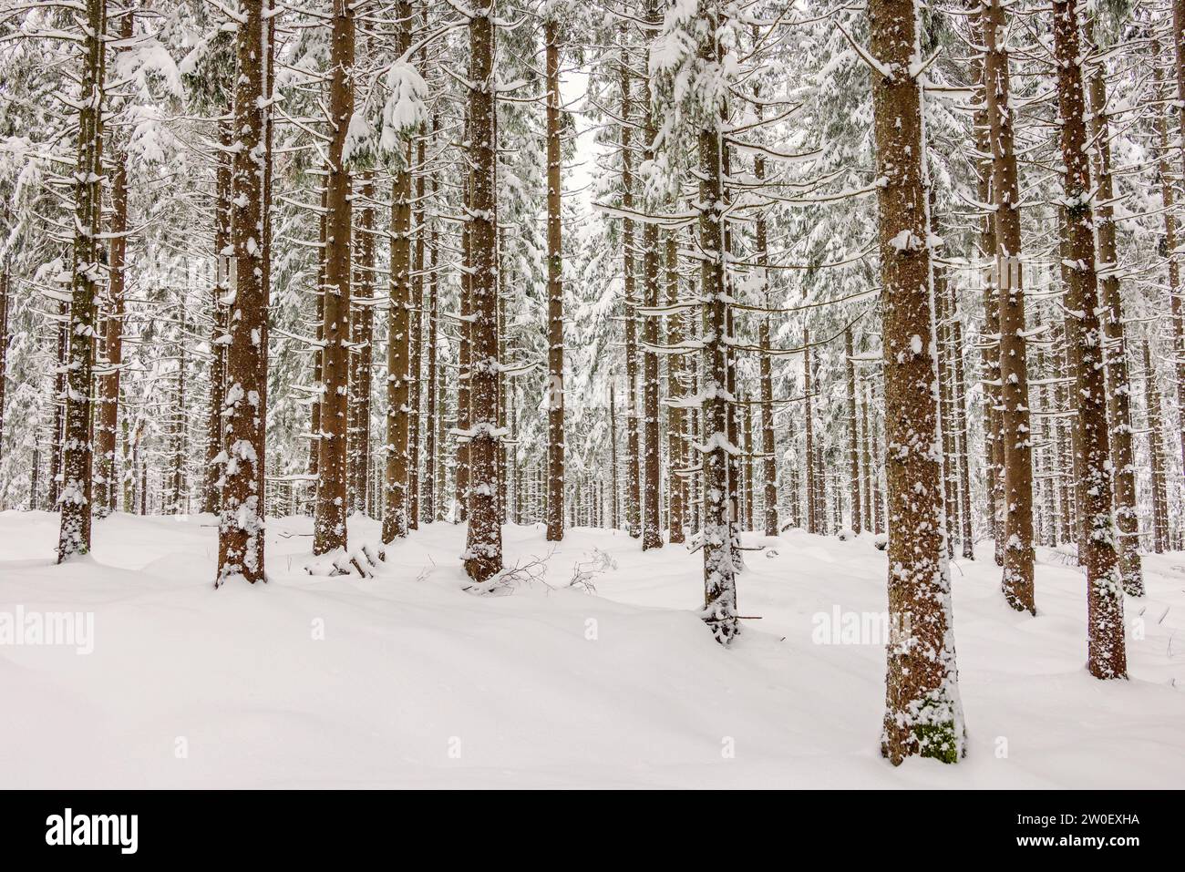Spruce forest with deep snow in winter Stock Photo - Alamy