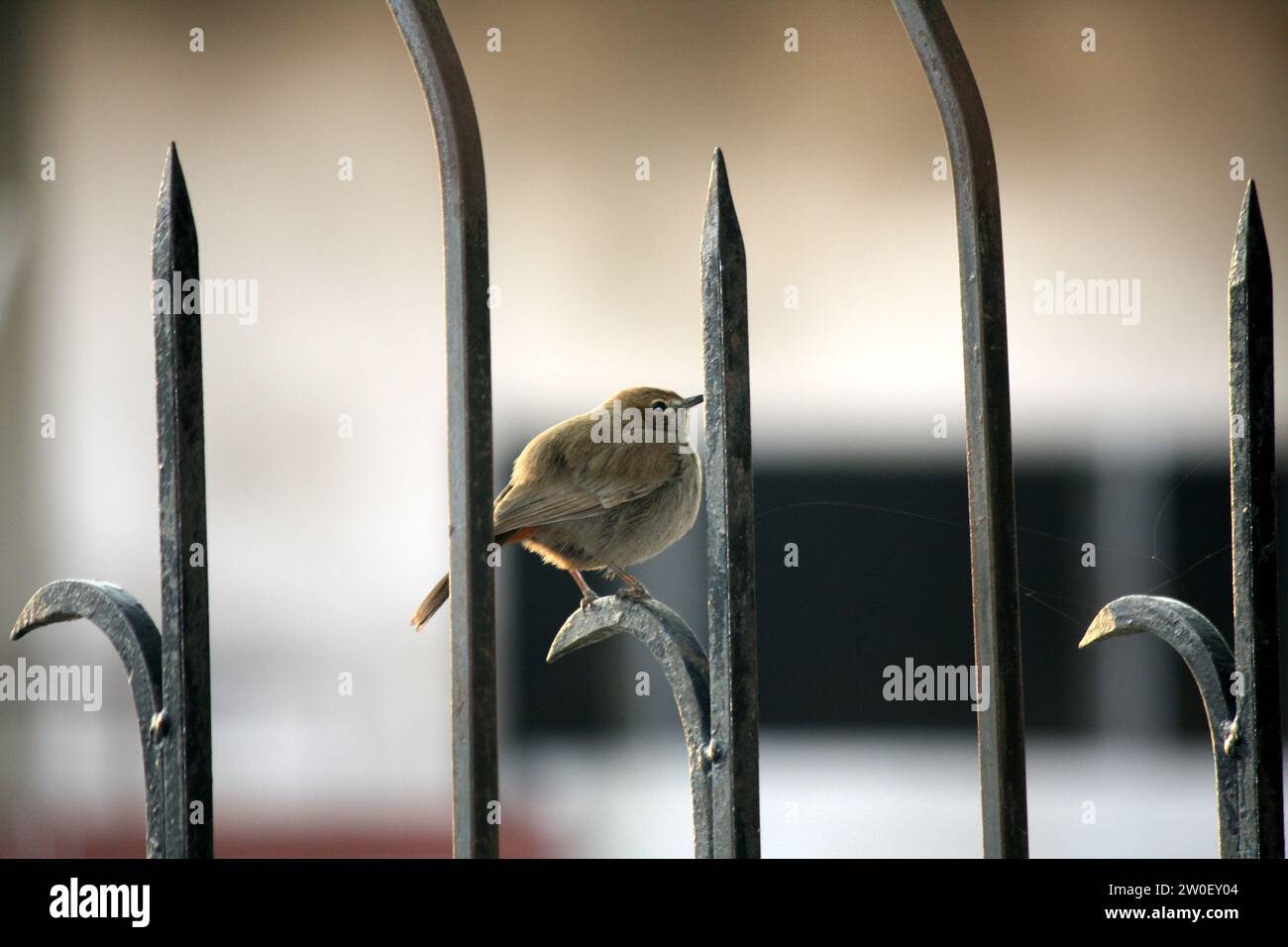 Female Indian robin (Copsychus fulicatus) on boundary wall/railing ...