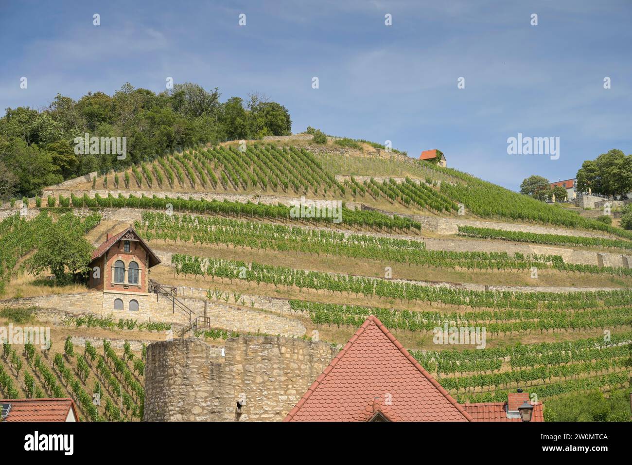 Weinberg an der Schützenstraße, Freyburg, Sachsen-Anhalt, Deutschland Stock Photo