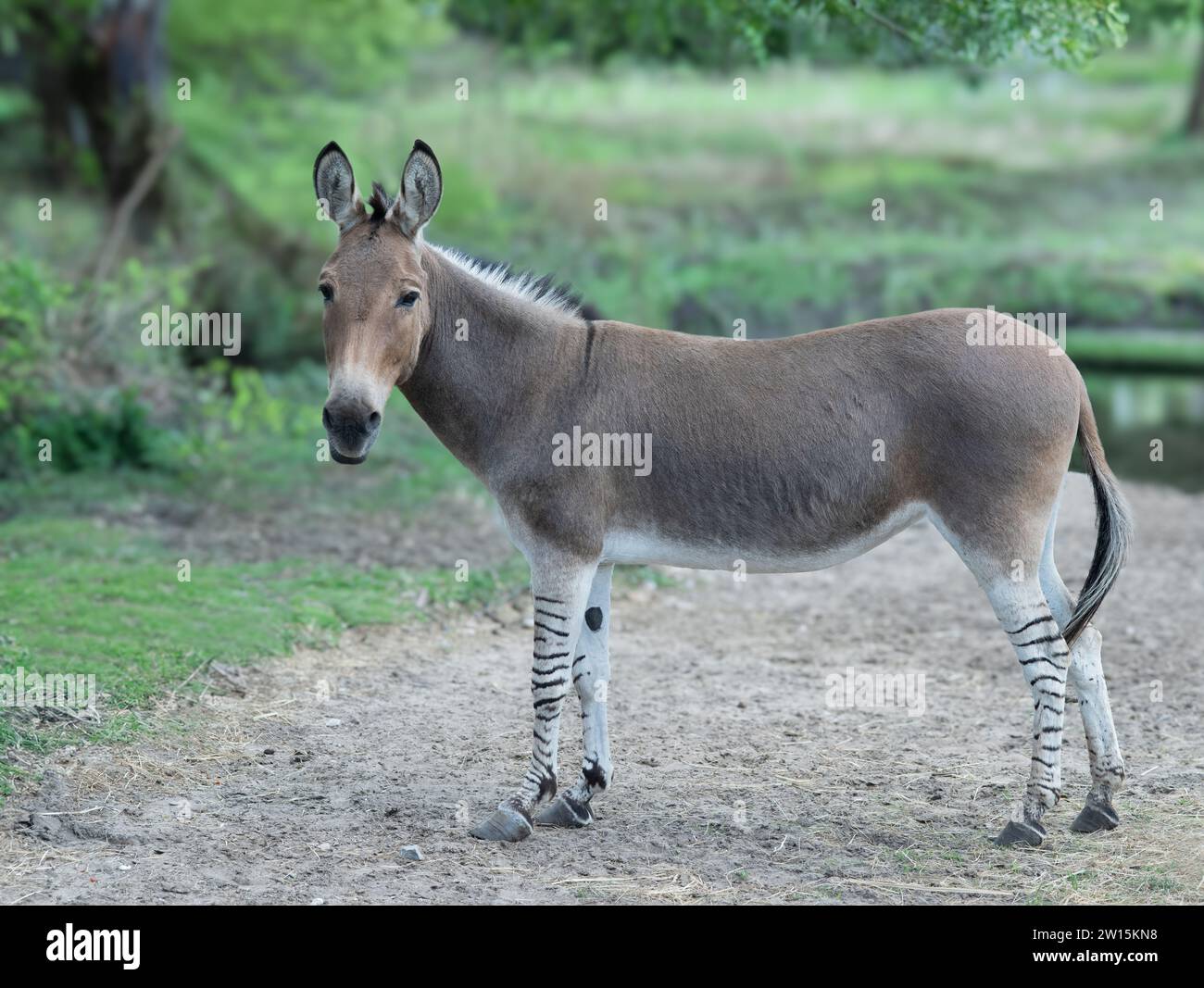 donkey standing against the background of the forest Stock Photo