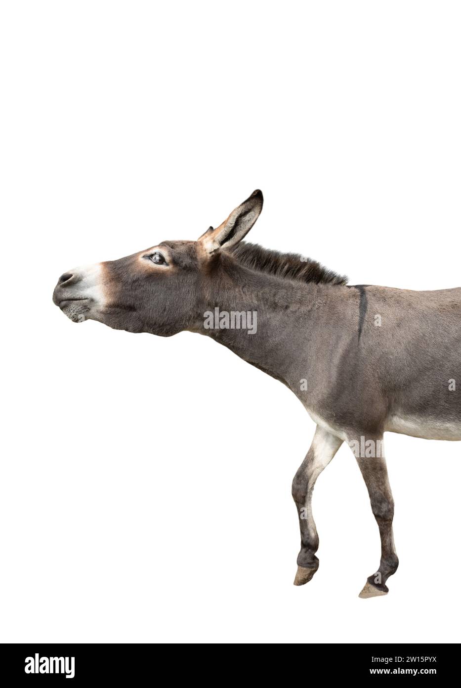 Somali donkey isolated on a white background Stock Photo