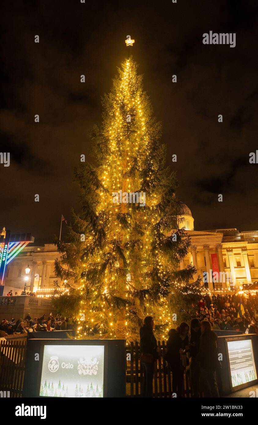Giant Christmas tree in Trafalger Square, London Stock Photo Alamy
