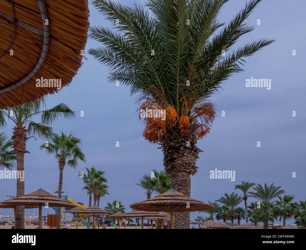 Nissi Beach With Straw Umbrellas And Palm Trees With Bright Orange 
