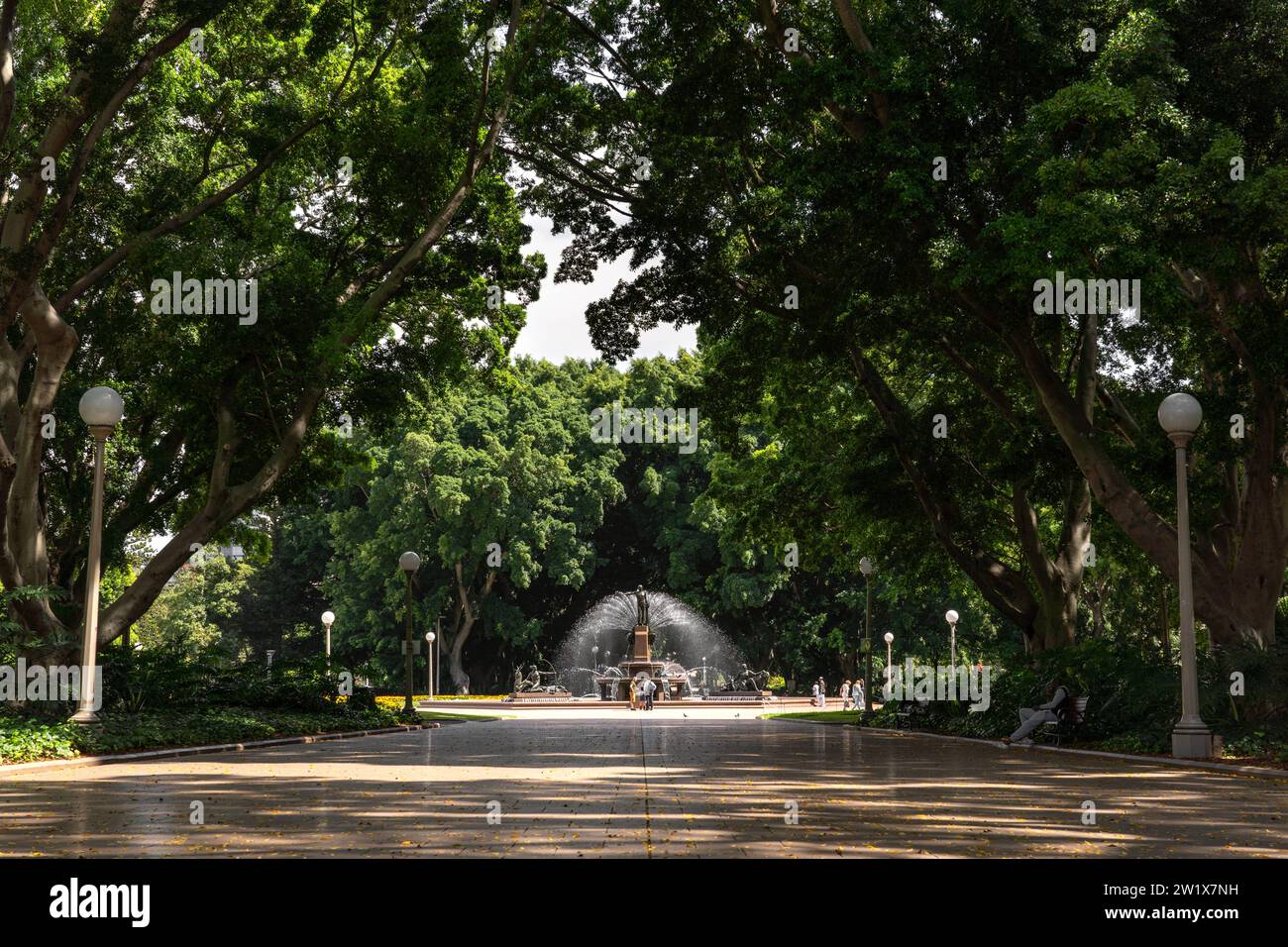 Grand avenue of Hill’s Weeping Figs framing Archibald Fountain in
