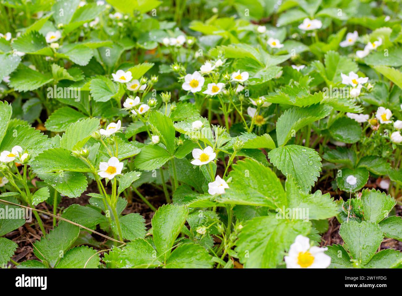 bed with blooming strawberries in the garden after the rain. Growing ...