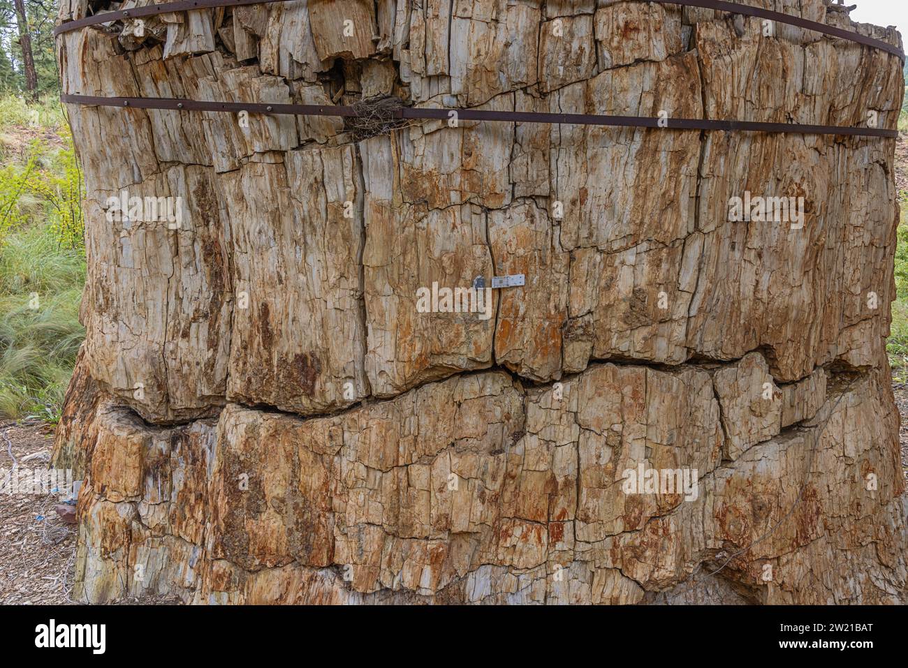 Close up of a giant petrified tree stump on display in the stump