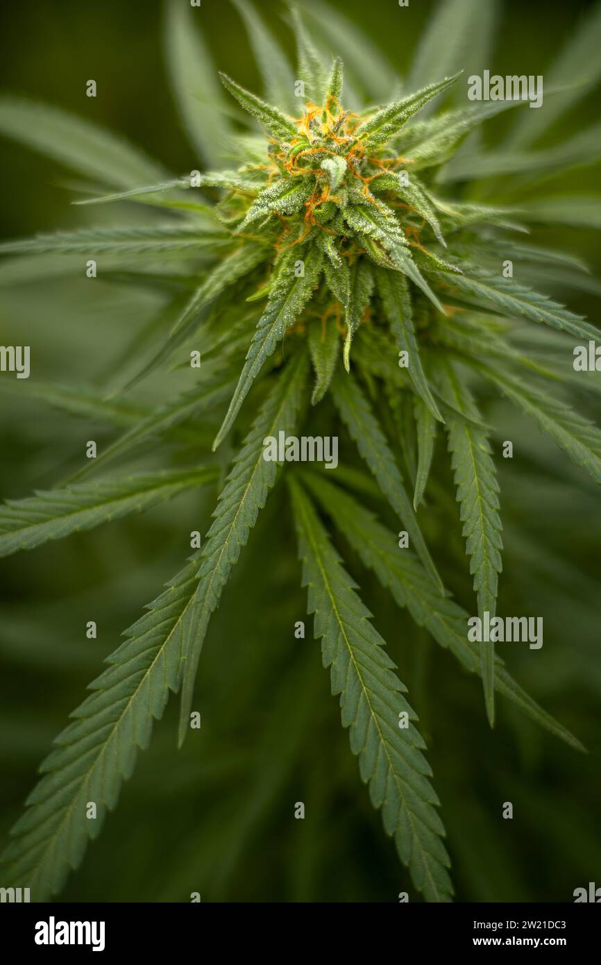 Flower bud of a marijuana plant closeup with visible orange hairs and