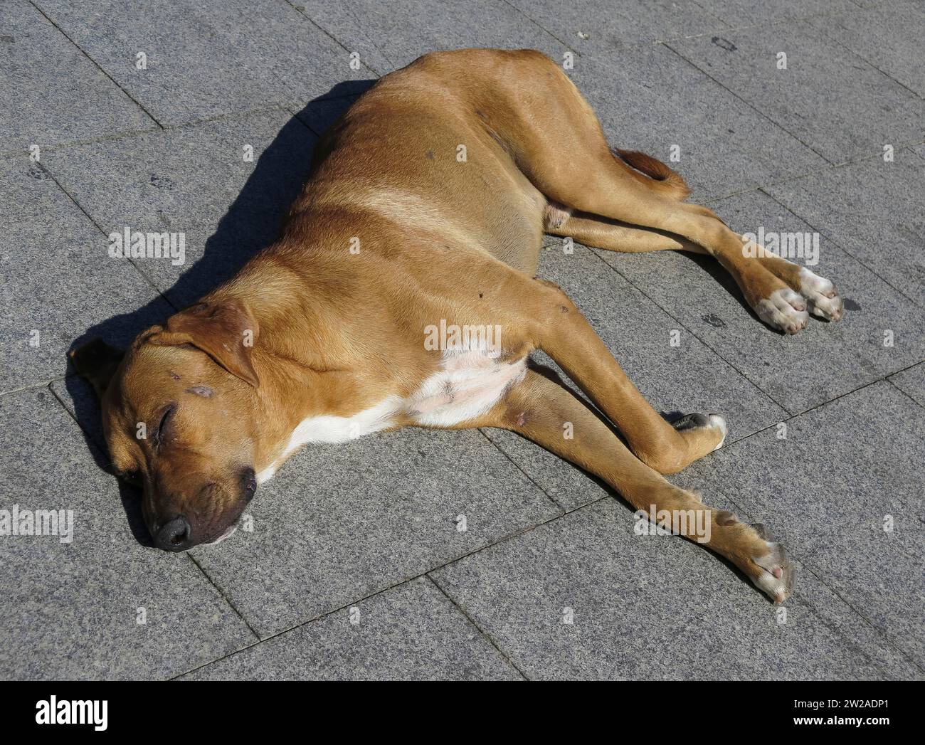 Müder Straßenhund schläft in der Sonne, Dahab, Sinai, Ägypten Stock Photo