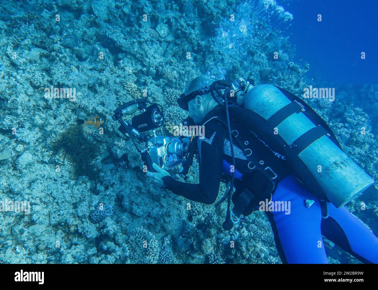 Unterwasser-Foto, Taucher fotografiert am Tauchplatz Glasfish, Dahab, Golf von Akaba, Rotes Meer, Sinai, Ägypten Stock Photo