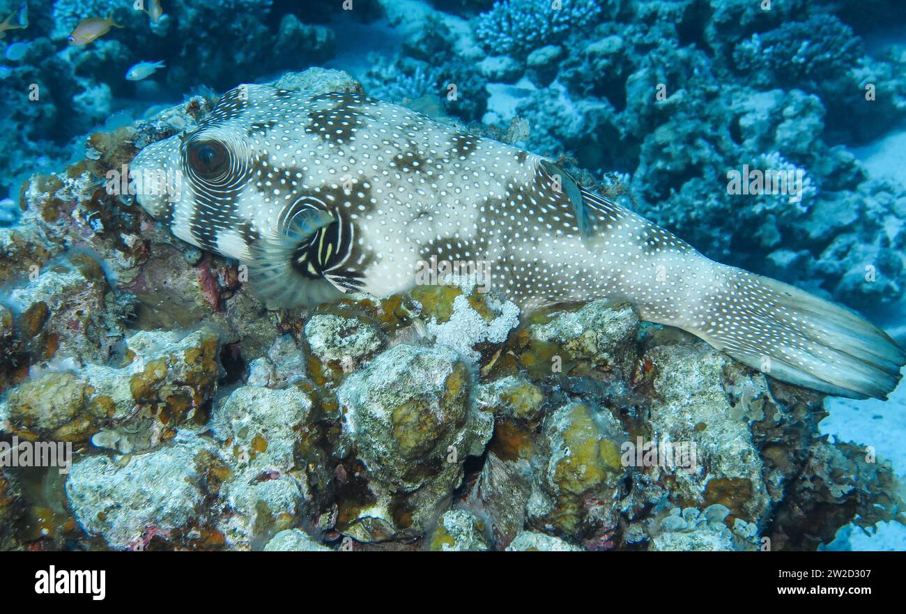 Weißflecken-Kugelfisch (Arothron hispidus), Unterwasser-Foto, Tauchplatz The Canyon, Dahab, Golf von Akaba, Rotes Meer, Sinai, Ägypten Stock Photo