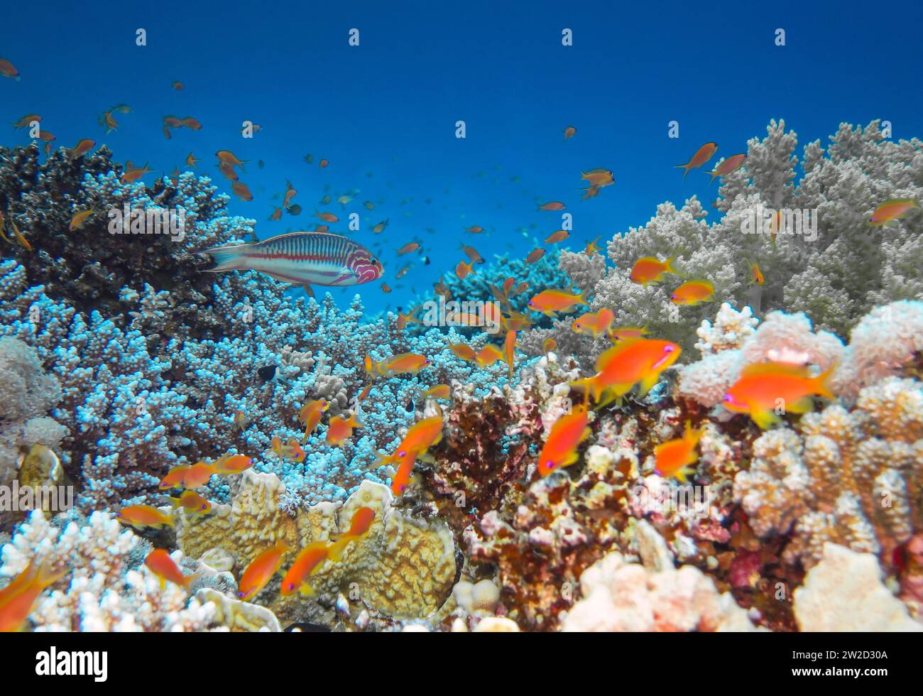 Korallen Landschaft, Unterwasser-Foto, Tauchplatz Gabr El Bint, Dahab, Golf von Akaba, Rotes Meer, Sinai, Ägypten Stock Photo