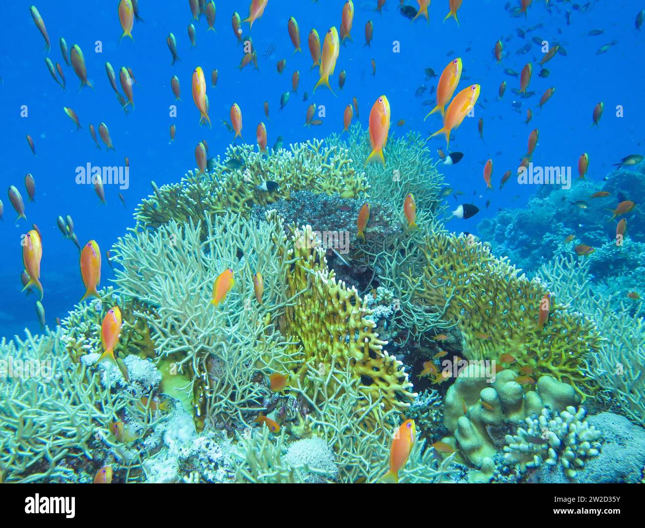Juwelen Fahnenbarsche, Korallen, Unterwasser-Foto, Tauchplatz Shark and ...