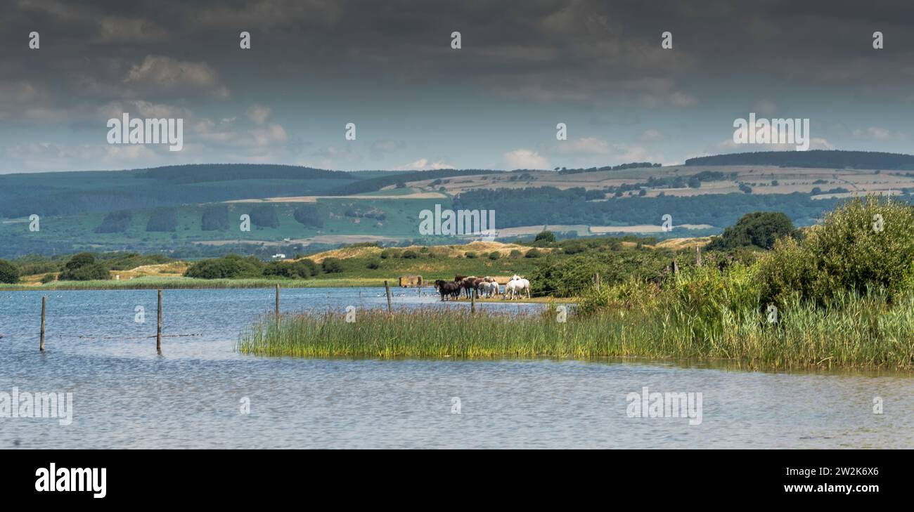 Landscape, Lake, Horses, View, Water, Sky, Clouds, Wales, UK. Stock Photo