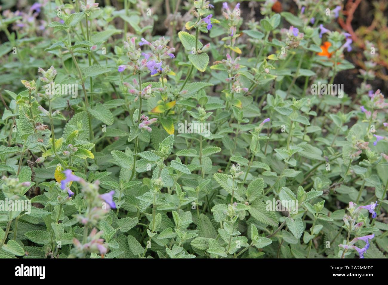 Catnip in garden. Catnip background in flowers garden. Aromatic flowers in rural garden. Stock Photo