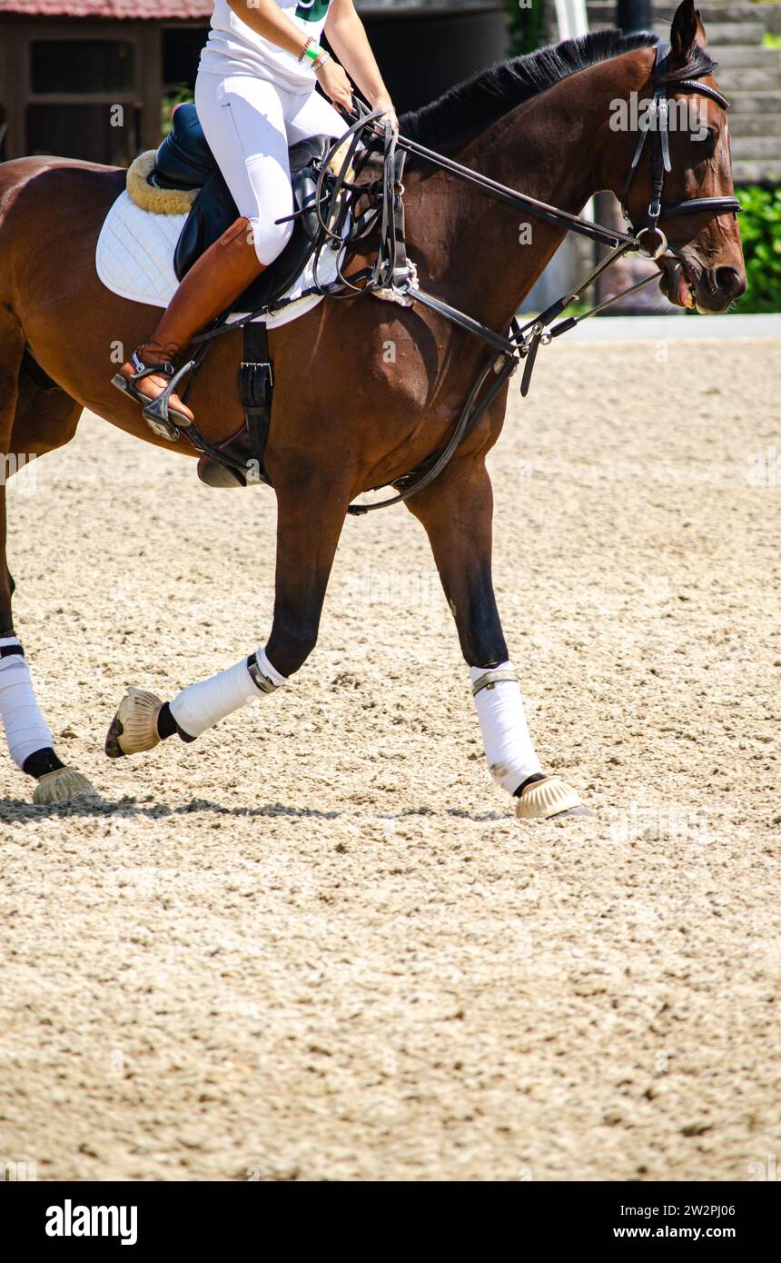 view of a horse's legs at a horseball match Stock Photo
