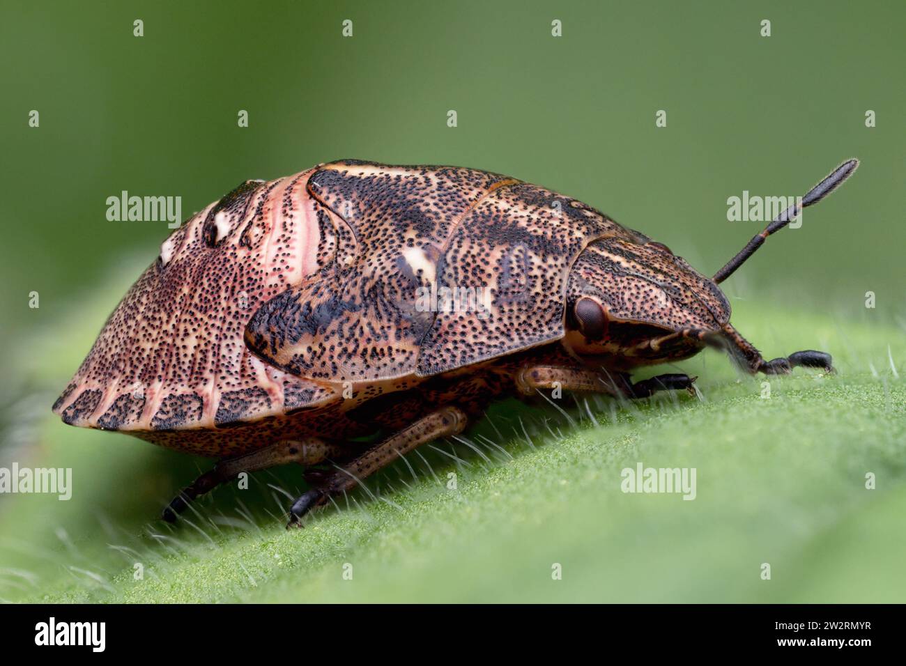 Tortoise Shieldbug nymph (Eurygaster testudinaria) resting on leaf. Tipperary, Ireland Stock Photo