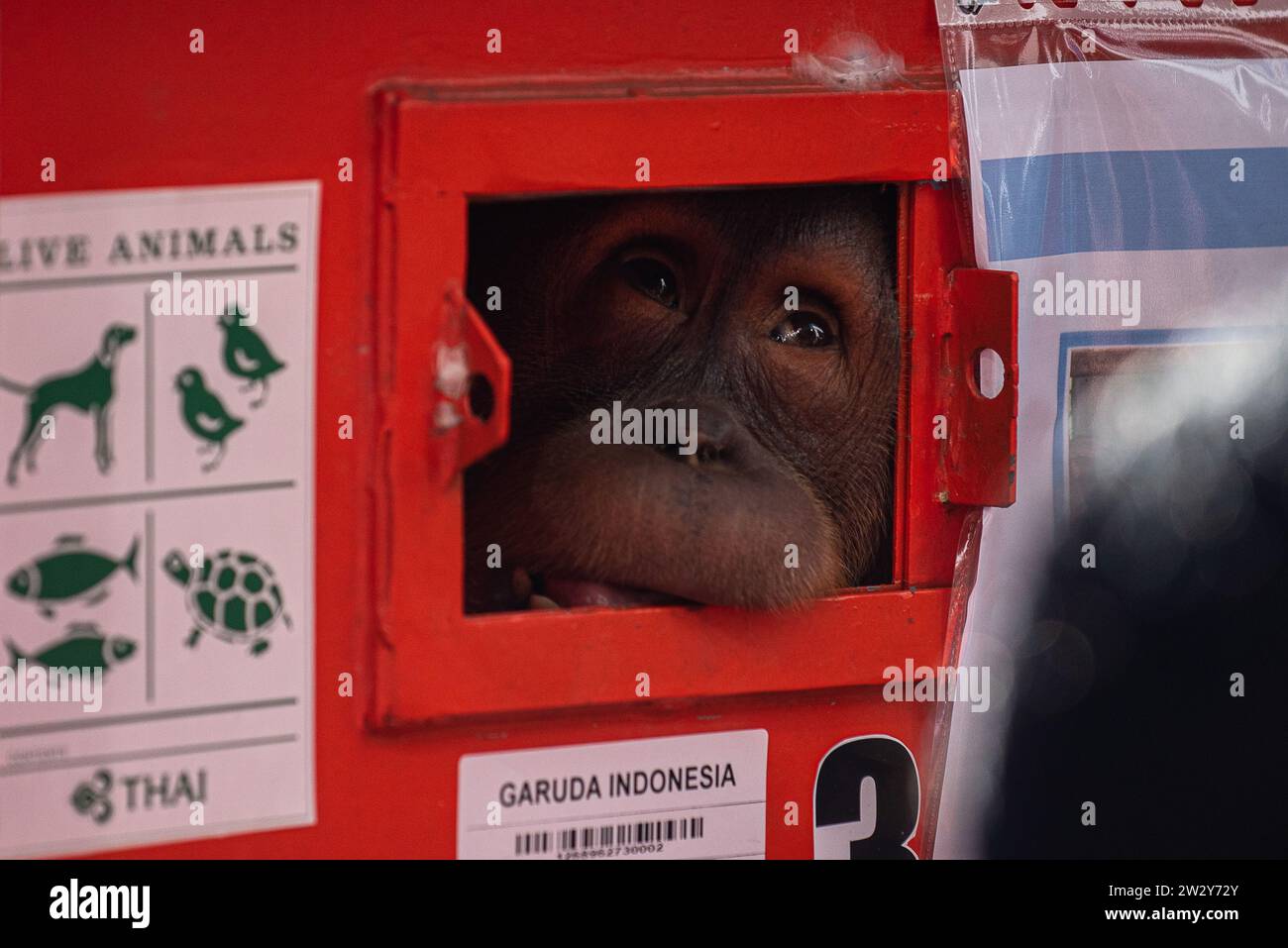 Brian, a five-year-old male Sumatran orangutan, seen in a cage before ...
