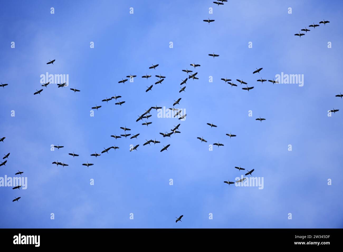Fliegende Kraniche in Kirchwerder, Hamburg, Deutschland Stock Photo