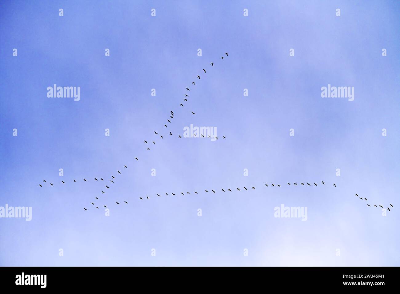 Fliegende Kraniche in Kirchwerder, Hamburg, Deutschland Stock Photo
