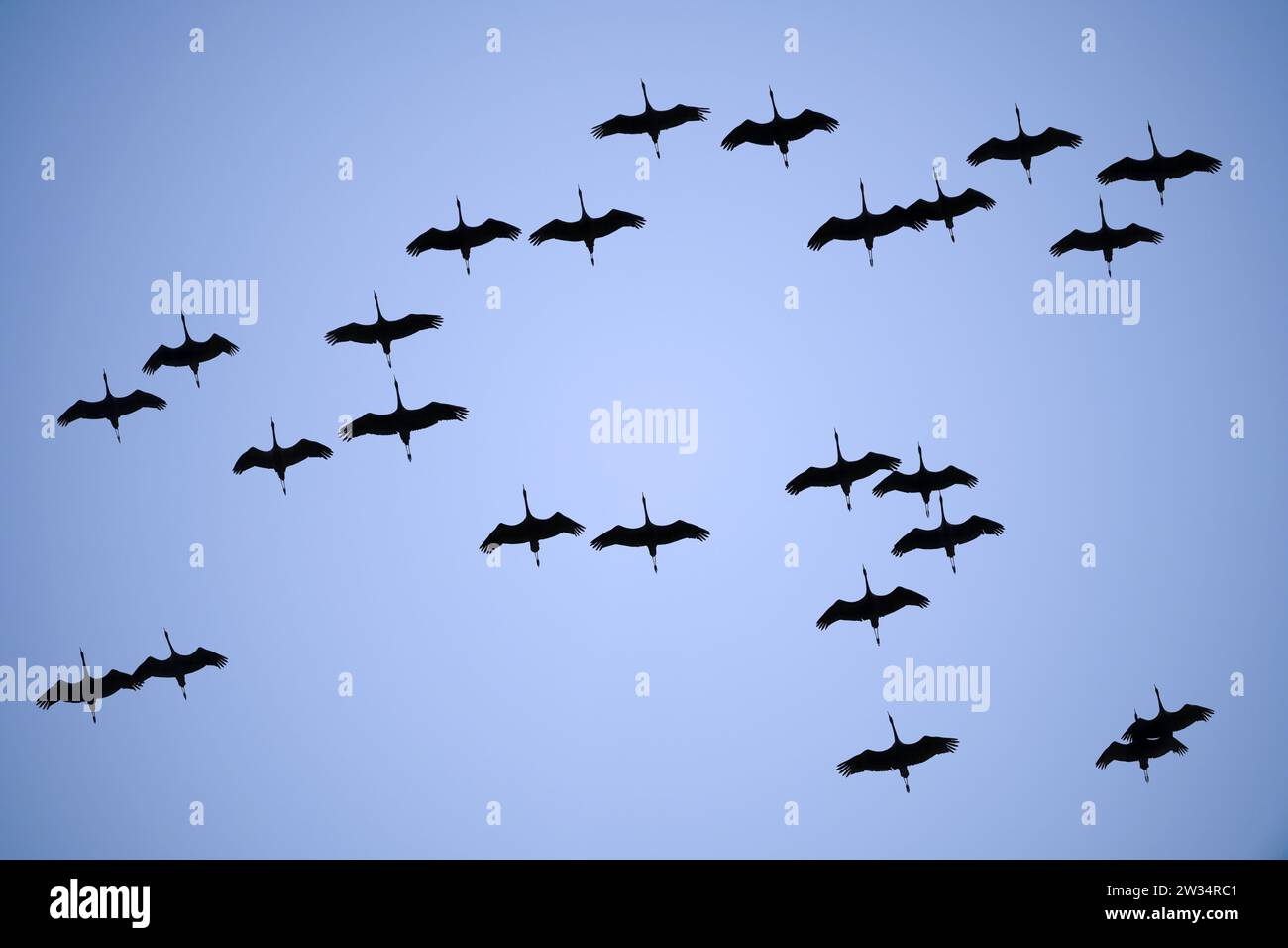 Fliegende Kraniche in Kirchwerder, Hamburg, Deutschland Stock Photo