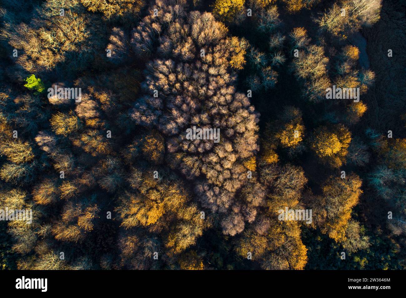 Aerial view colourful autumn forest hi-res stock photography and images ...