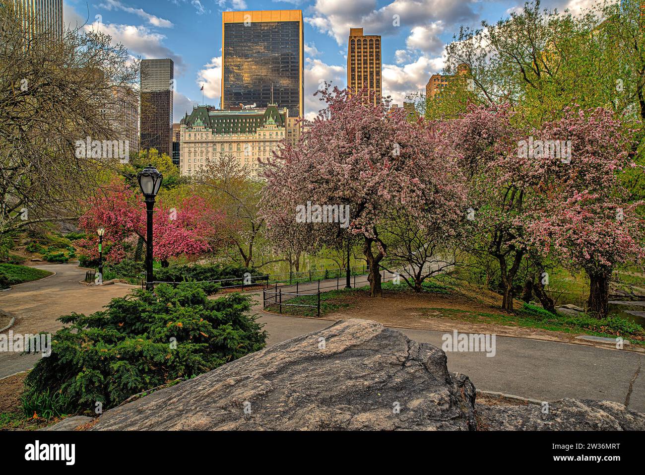 Spring Central Park Spring in Central Park, New York City, with cherry trees in bloom Stock ...