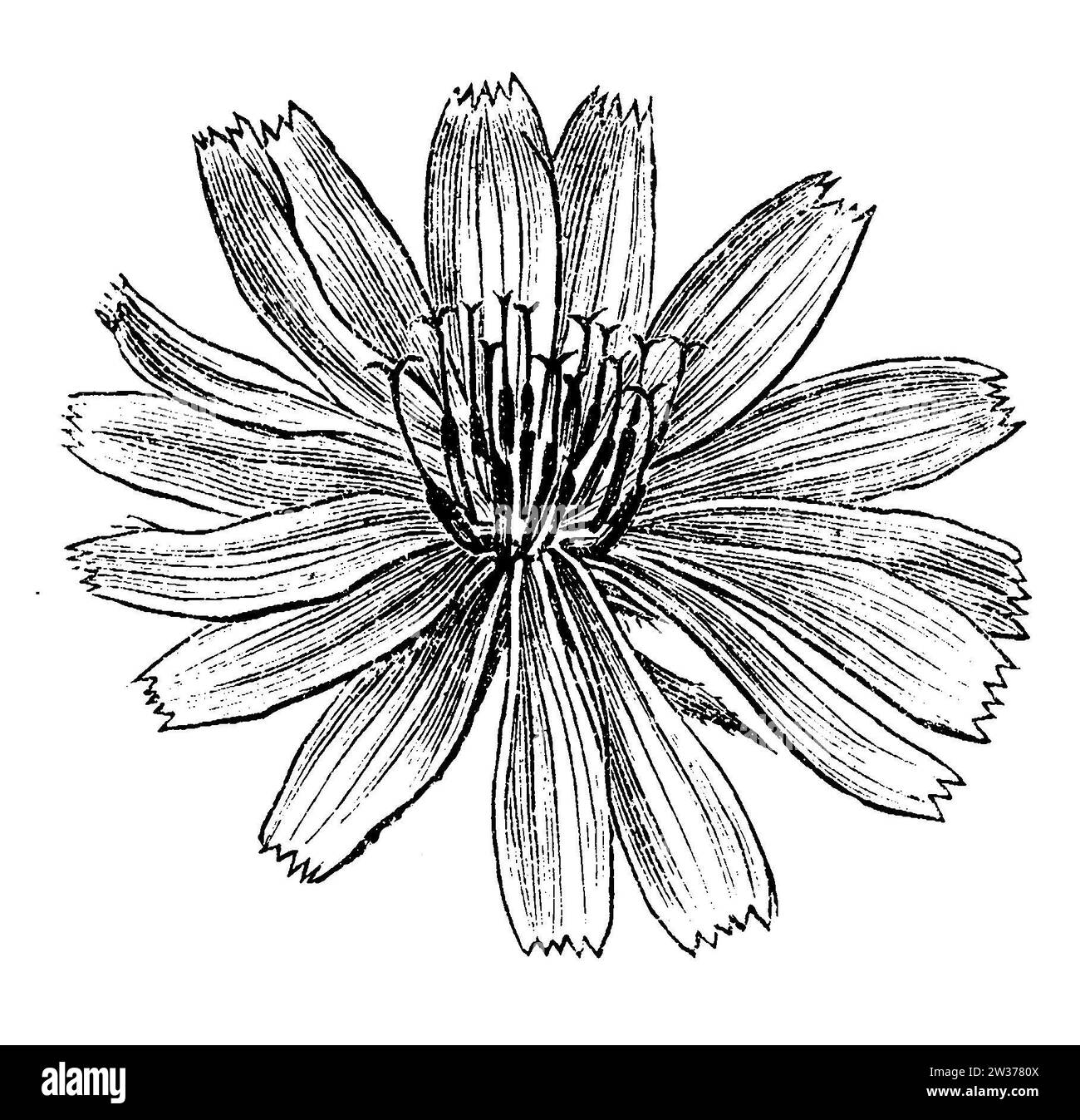 Common chicory, flower, Cichorium intybus,  (, ), Wegwarte, Blüte, Chicorée sauvage ou Chicorée amère, fleur Stock Photo
