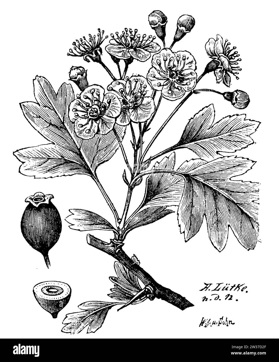 English hawthorn crataegus laevigata Black and White Stock Photos