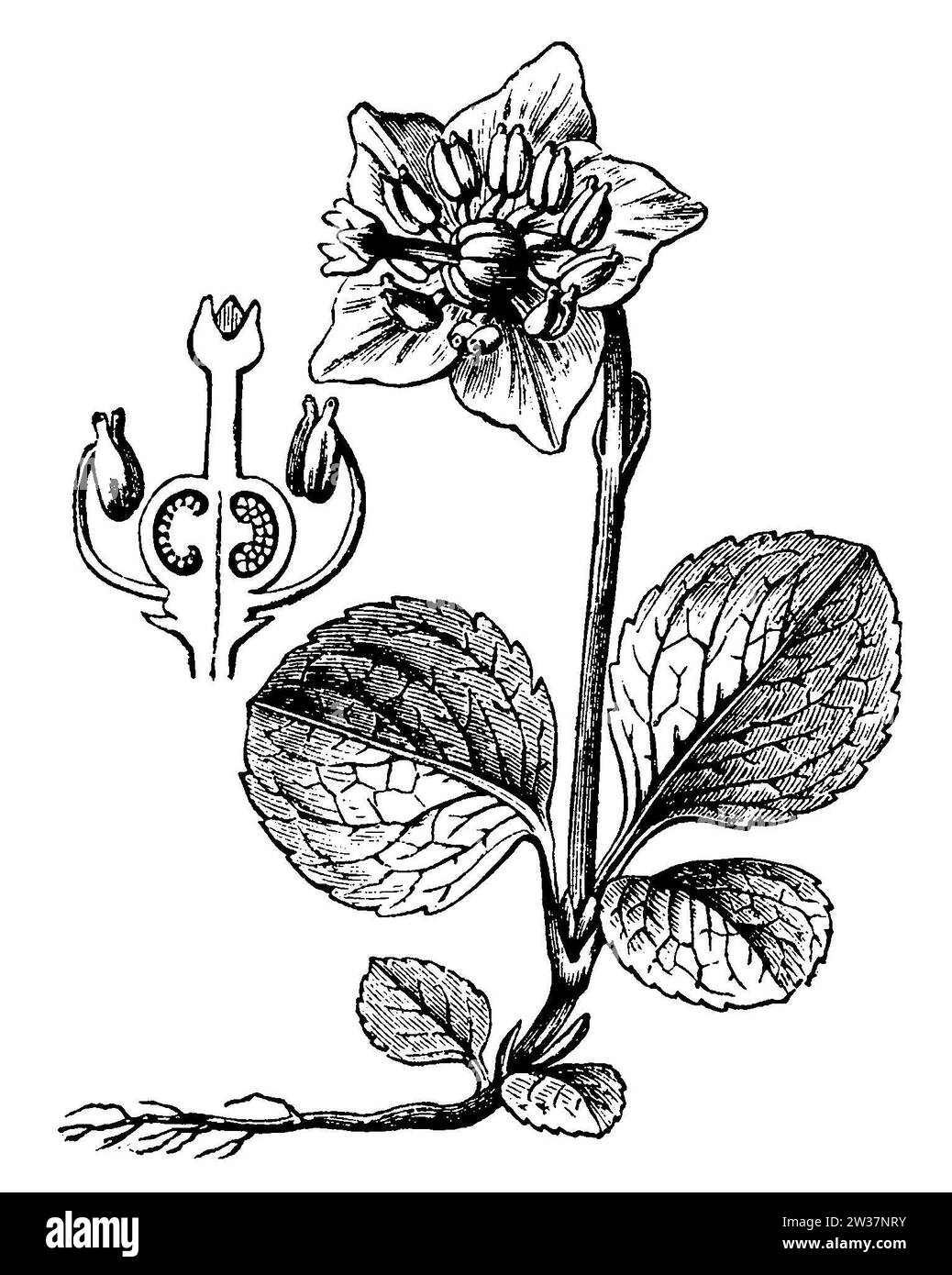 One-flowered wintergreen, Pirola uniflora, anonym (botany book, 1889), Einblütiges Wintergrün, Pyrole uniflore Stock Photo