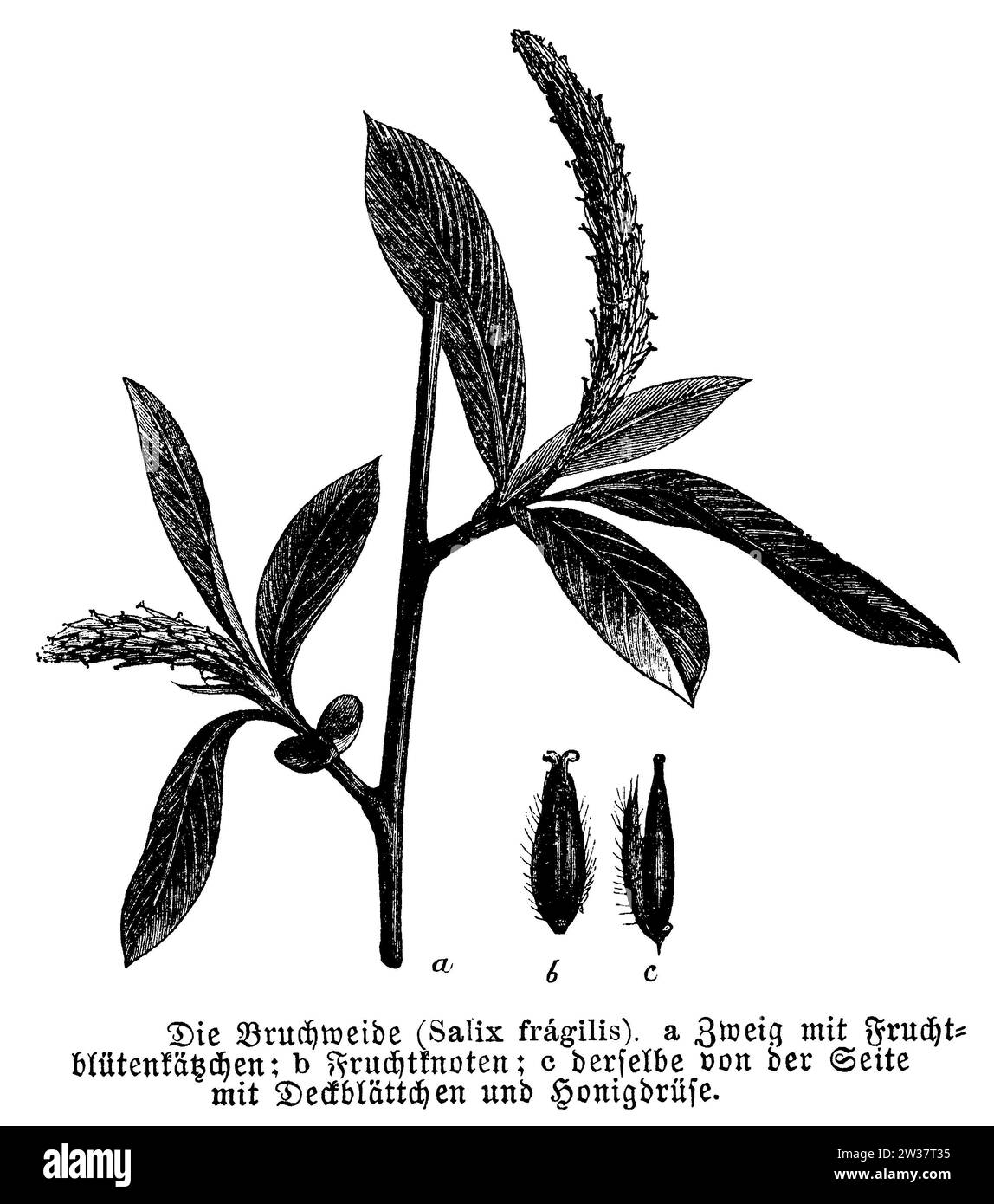 Salix fragilis with flower and fruit, Salix fragilis, anonym (botany book, 1889), Bruch-Weide mit Blüte und Frucht, Saule fragile, avec fleur et fruit Stock Photo