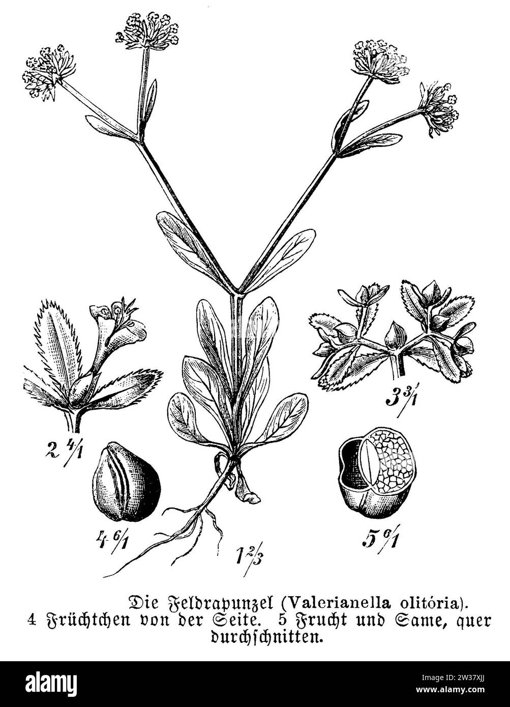 corn salad with flower and fruit, Valerianella locusta, anonym (botany book, 1889), Feldsalat mit Blüte und Frucht, mâche avec fleur et fruit Stock Photo
