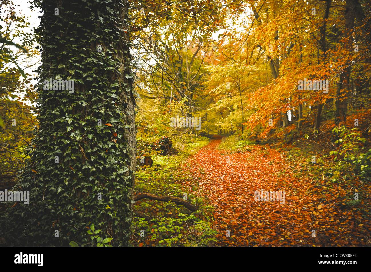 Herbstlicher Naturwald in Scharbeutz, Schleswig-Holstein, Deutschland Stock Photo