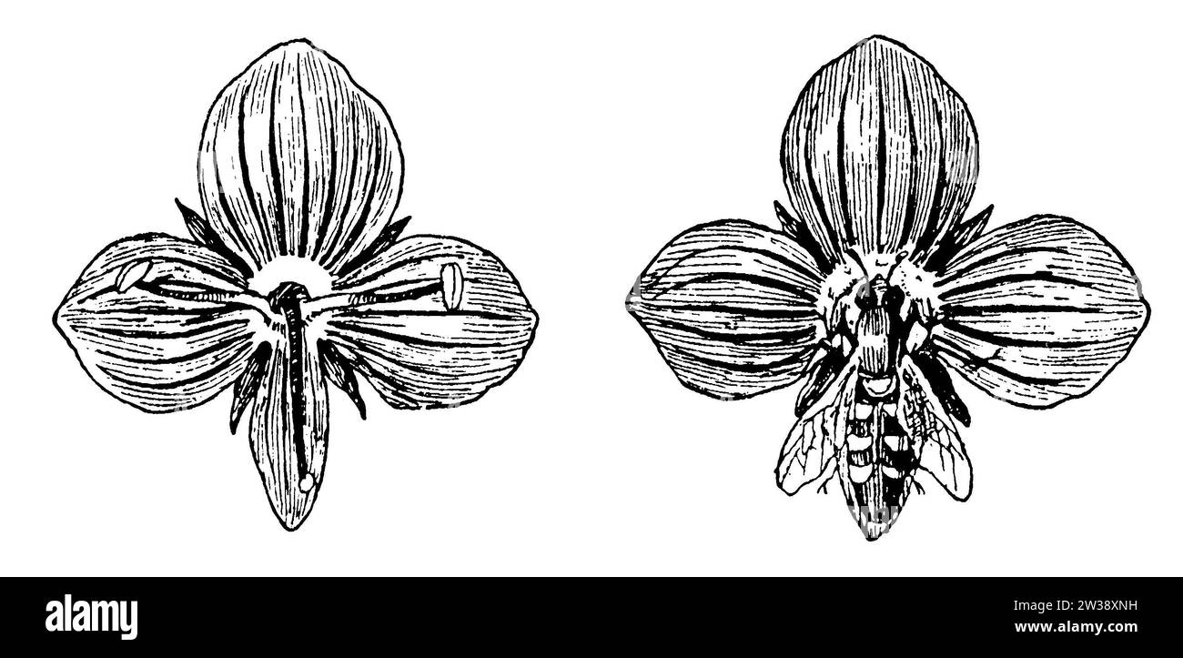 bird's-eye speedwell, flower, Veronica chamaedrys, anonym (botany book, 1909), Gamander-Ehrenpreis.Blüte, Véronique petit-chêne, fleur Stock Photo