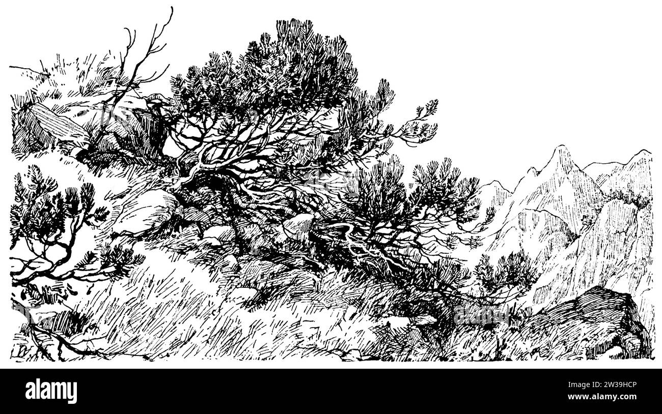 Mountain Pine, dwarf pine in high mountains, Pinus mugo, W[alter] H[eubach] (botany book, 1909), Bergkiefer, Zwergkiefer im Hochgebirge, pin de montagne;, pin nain de haute montagne Stock Photo