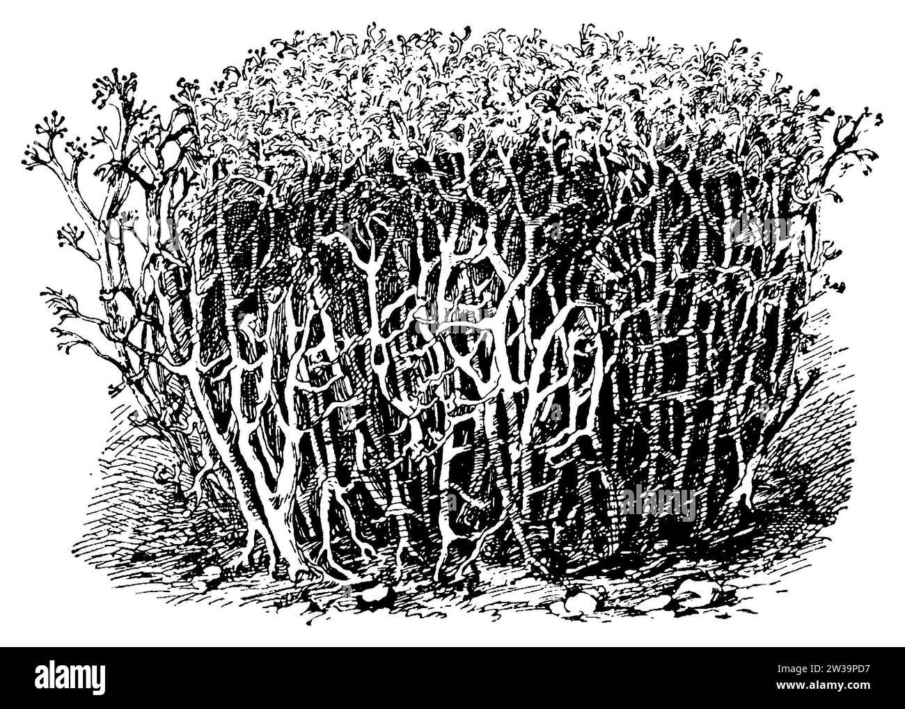 Reindeer lichen, stems, left with fruiting bodies, Cladonia rangiferina, anonym (botany book, 1909), Rentierflechte, Stämmchen, links mit Fruchtkörpern, lichen des rennes, tiges, à gauche avec fructification Stock Photo