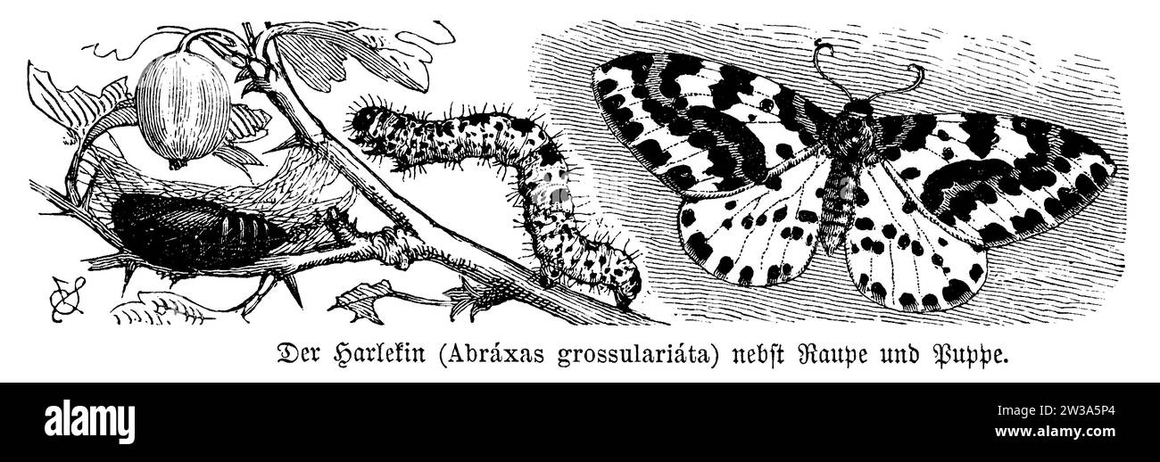 Abraxas grossulariata, Abraxas grossulariata, E. S[inger] (zoology book, 1894), Stachelbeerspanner, Zérène du Groseillier Stock Photo