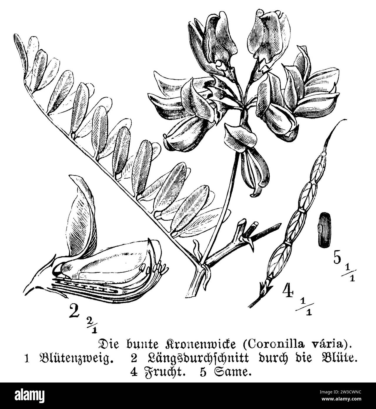 Crownvetch, Securigera varia, anonym (botany book, 1888), Bunte Kronwicke, Coronille bigarrée Stock Photo