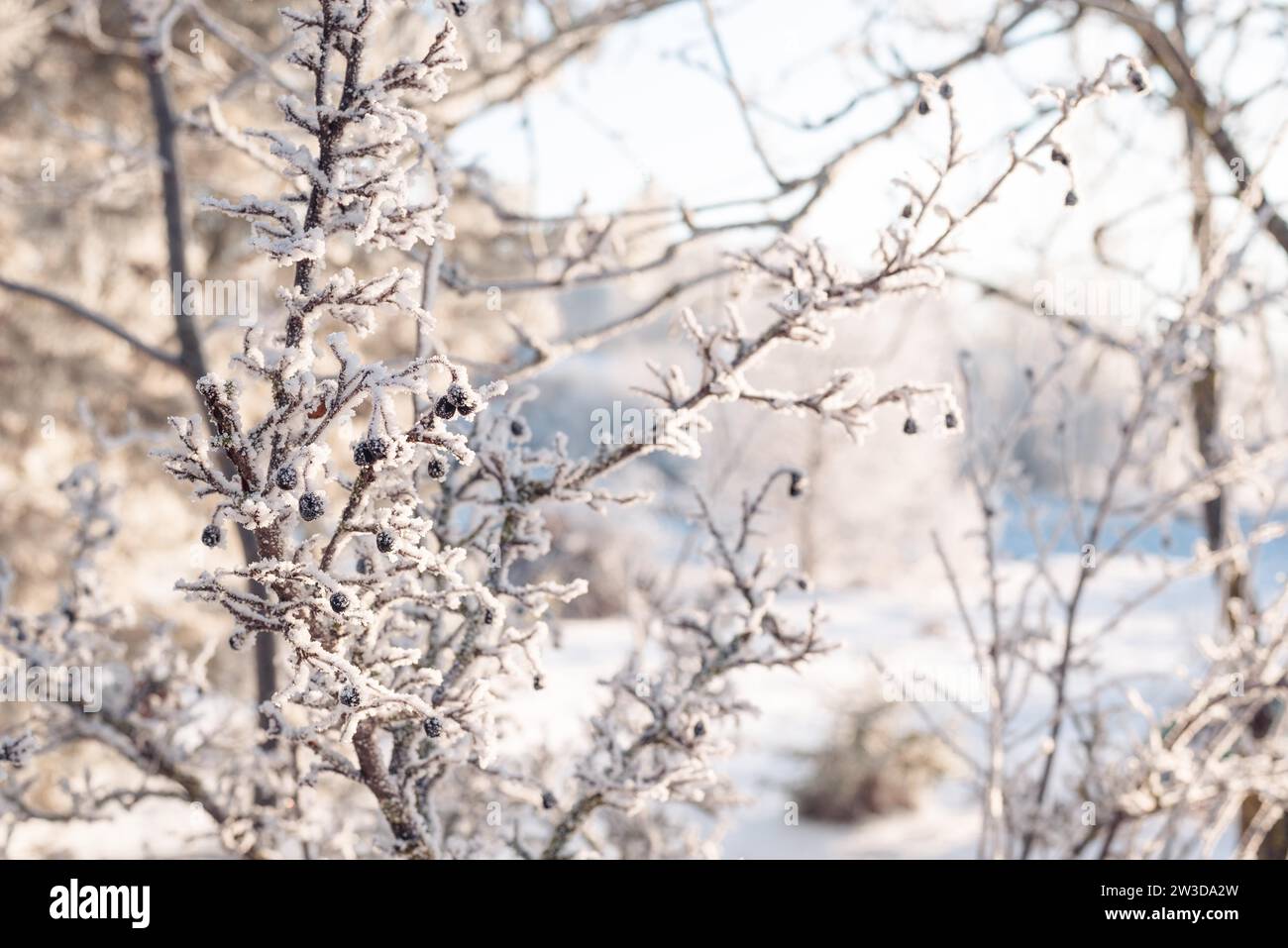 Image of snowcovered black rowan berries. High definition wallpaper