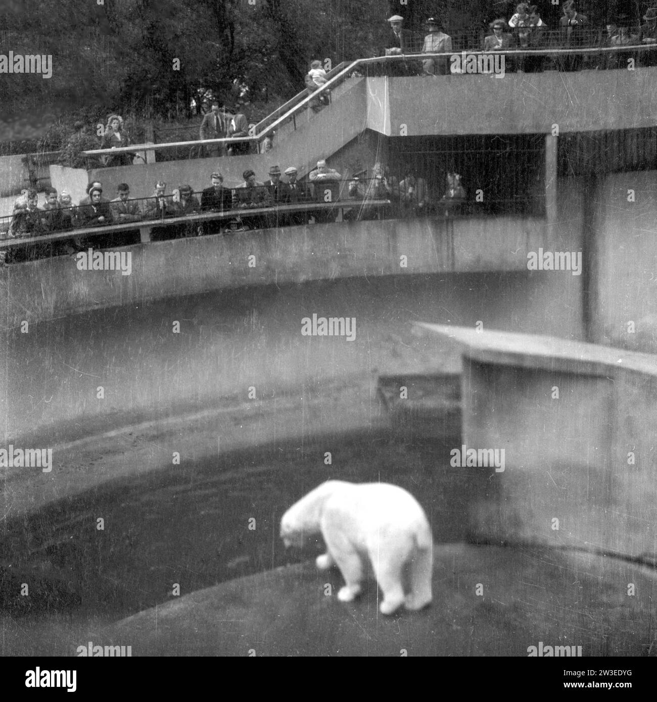 A polar bear at Dudley zoo in 1948 Stock Photo - Alamy