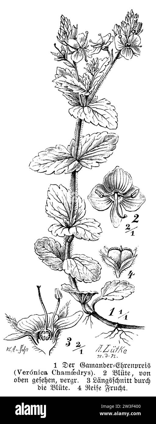 bird's-eye speedwell, Veronica chamaedrys, W. Aarland u. Sohn und A. Lütke n.d.N. (botany book, 1888), Gamander-Ehrenpreis, Véronique petit-chêne Stock Photo