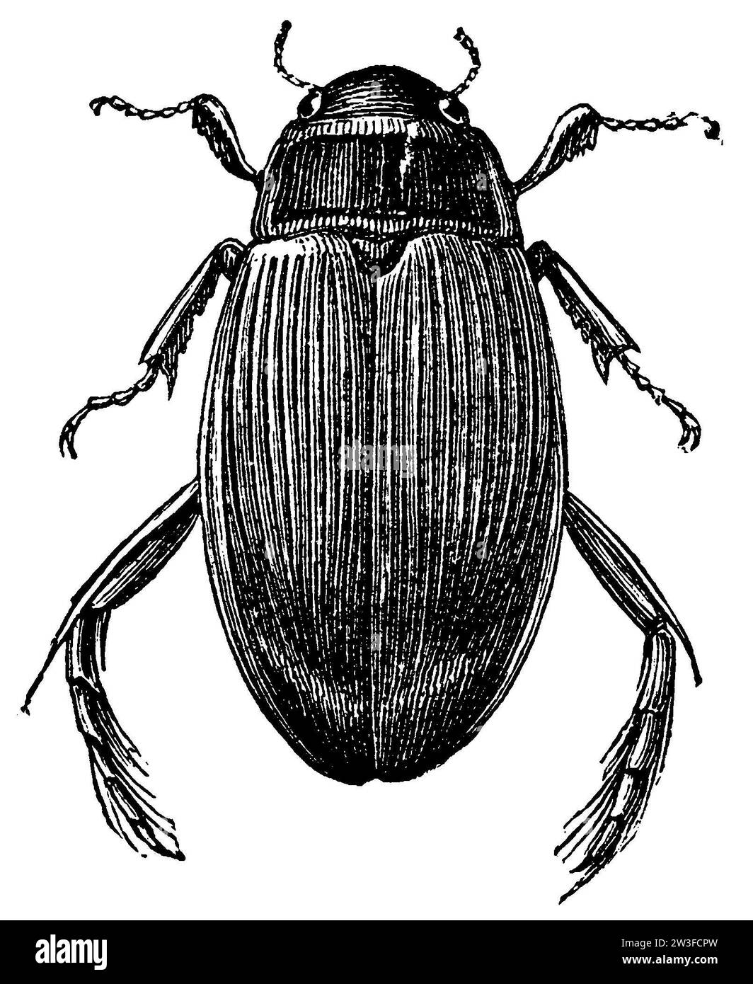 Great diving beetle, Dytiscus marginalis, anonym (schoolbook, 1899), Gelbrandkäfer, Dytique bordé Stock Photo