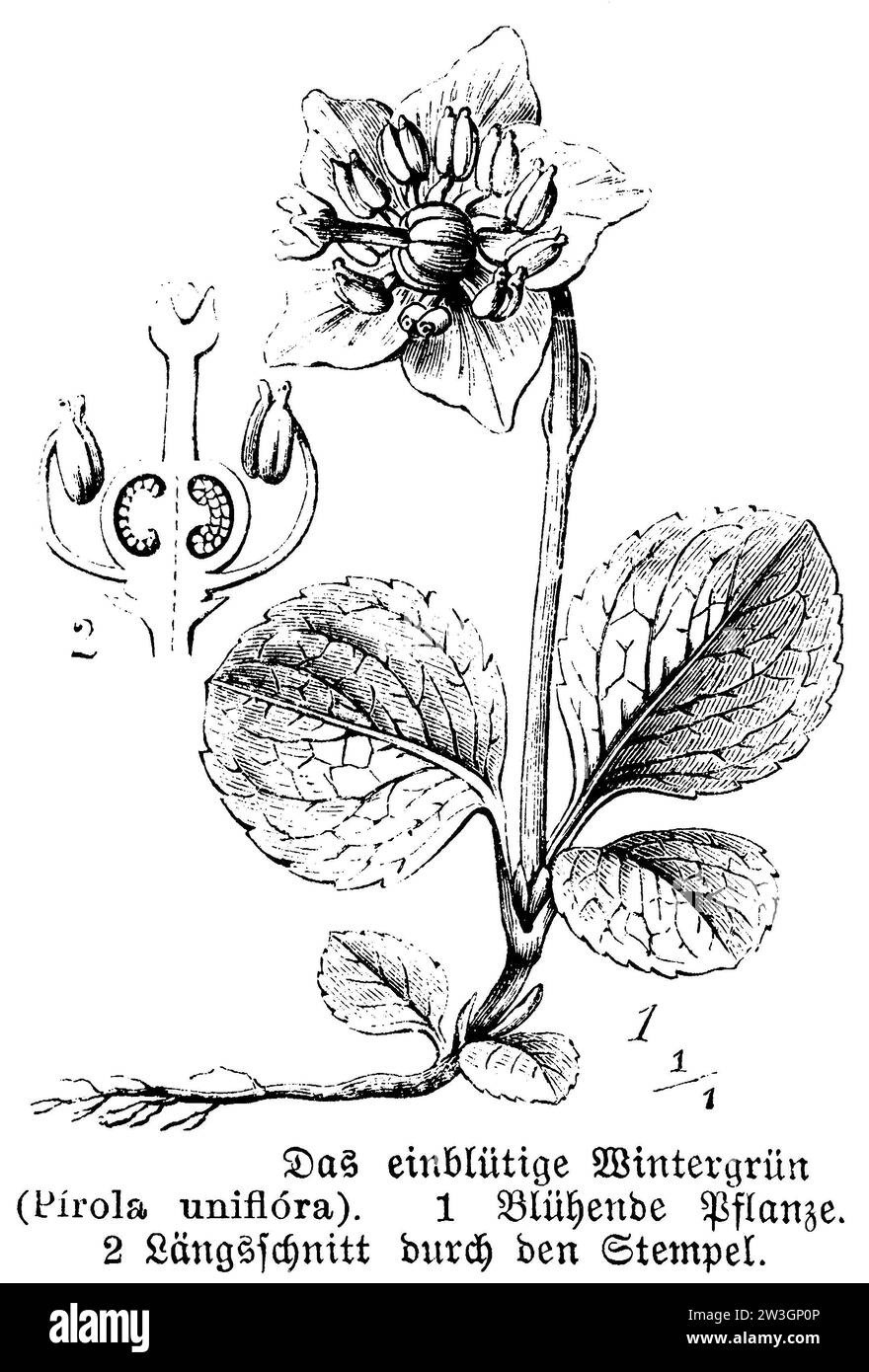 One-flowered wintergreen, Pirola uniflora, anonym (botany book, 1888), Einblütiges Wintergrün, Pyrole uniflore Stock Photo