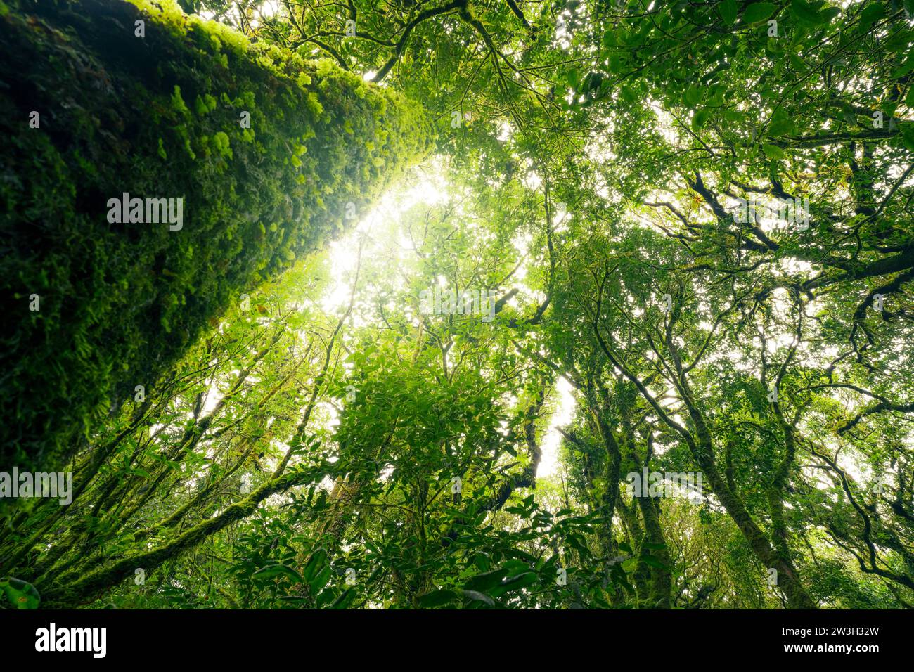 Green tree forest with sunlight through green leaves. Natural carbon