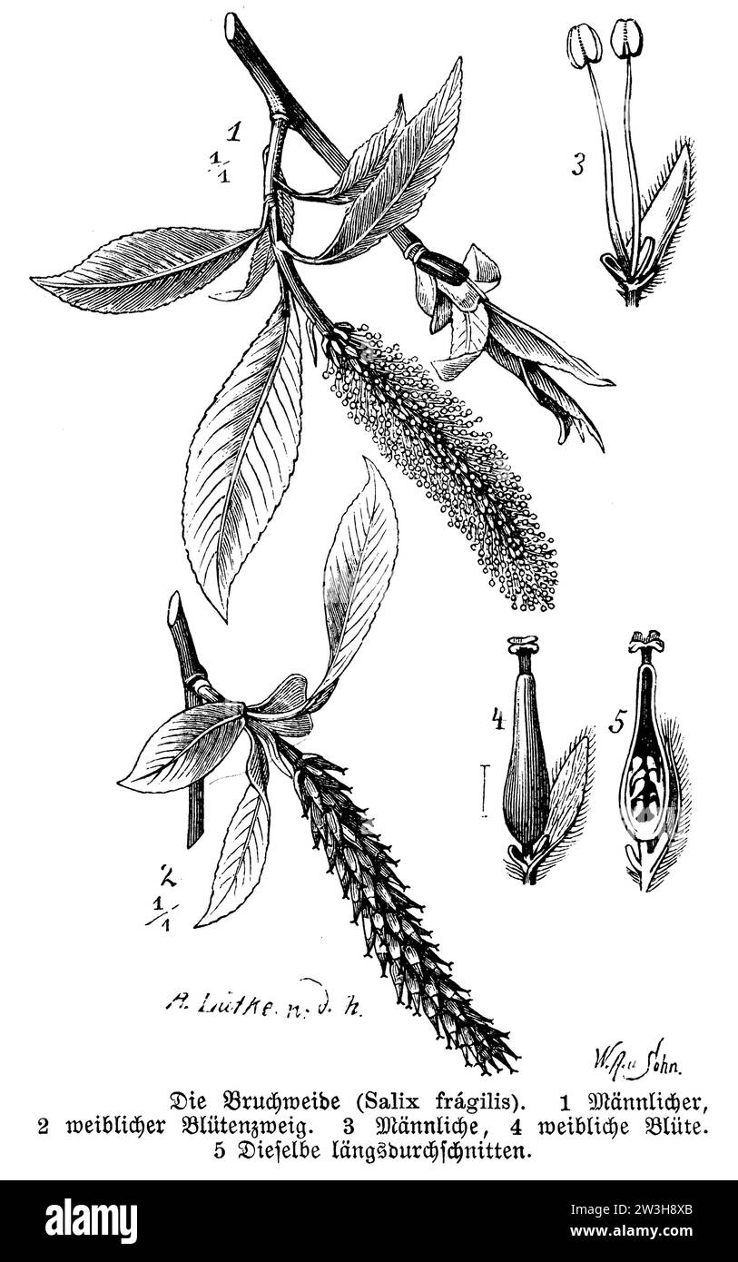 Salix fragilis, Salix fragilis, W. A[arland] u. Sohn und A. Lütke n.d.N. (botany book, 1888), Bruch-Weide, Saule fragile Stock Photo