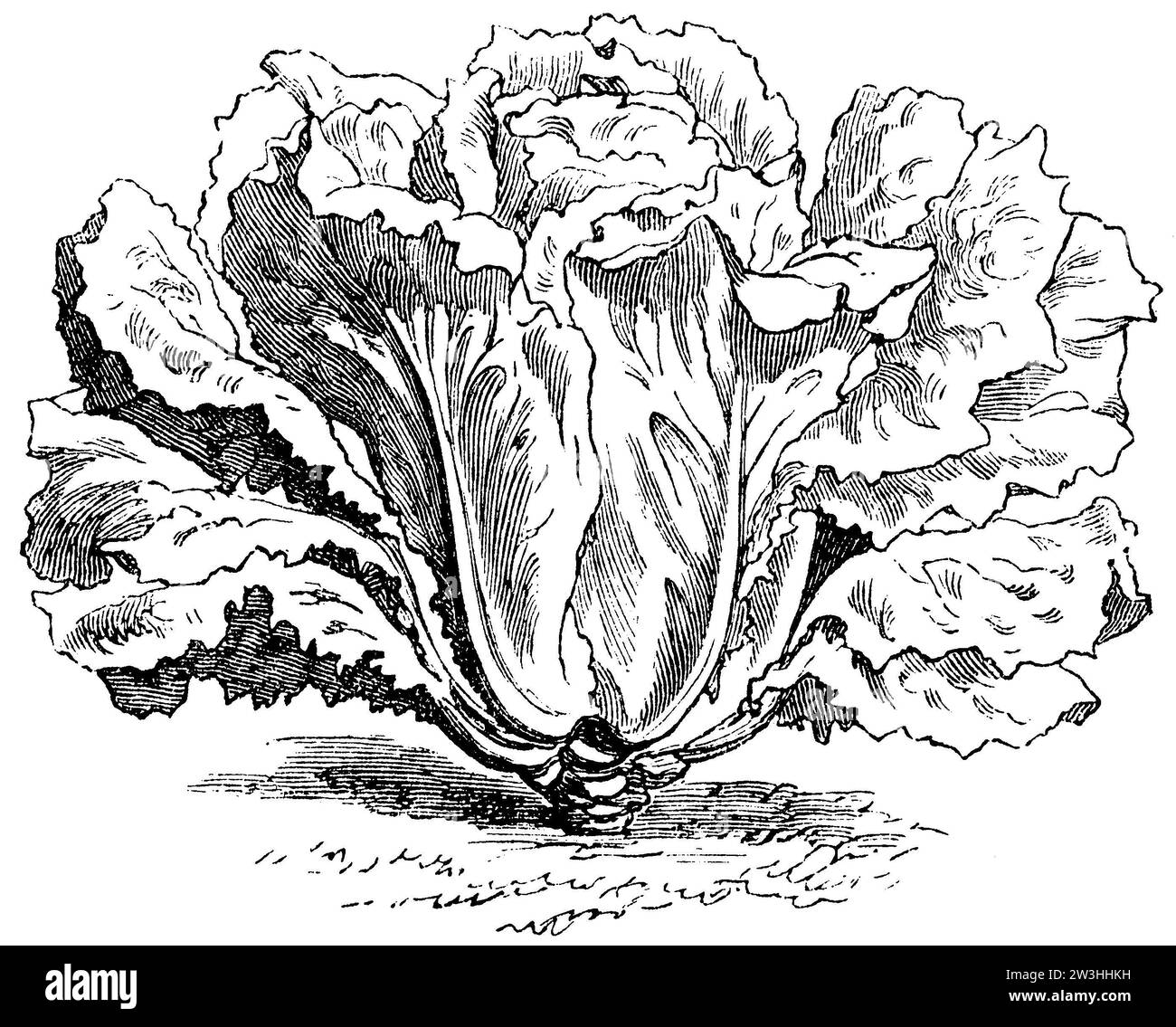 lettuce, Variety: Endive type lettuce, Lactuca sativa, anonym (agricultural book, 1876), Gartensalat, Sorte: Endivienartiger Kopfsalat, laitue, Variété : Laitue pommée type endive Stock Photo